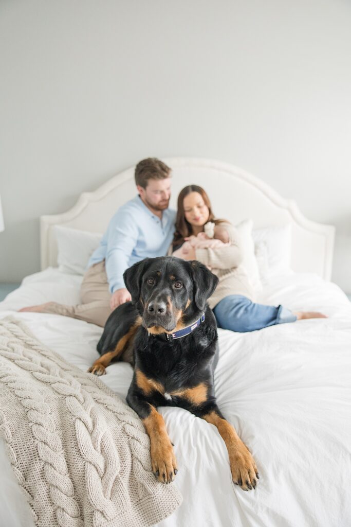 Natural light newborn photographer in Akron, OH mom, dad, dog, and baby