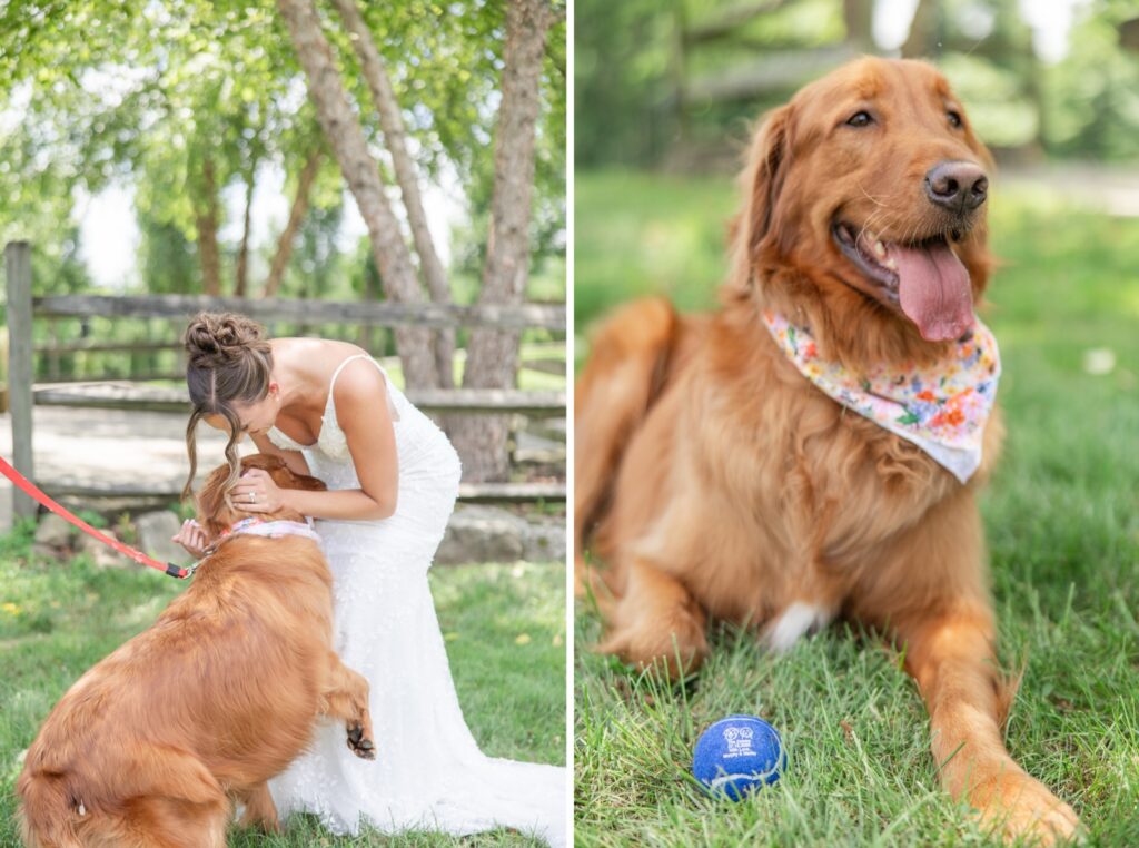 Dog Friendly Cleveland Wedding Photographer Golden Retriever First Look with Bride