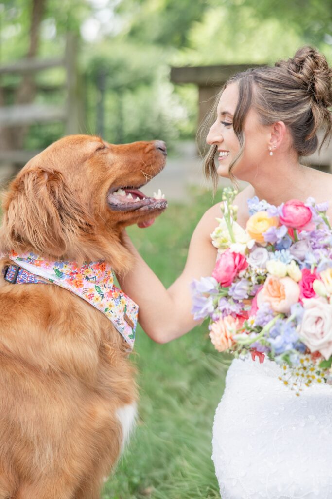 Cleveland Wedding Photographer Bride and golden retriever at an outdoor wedding